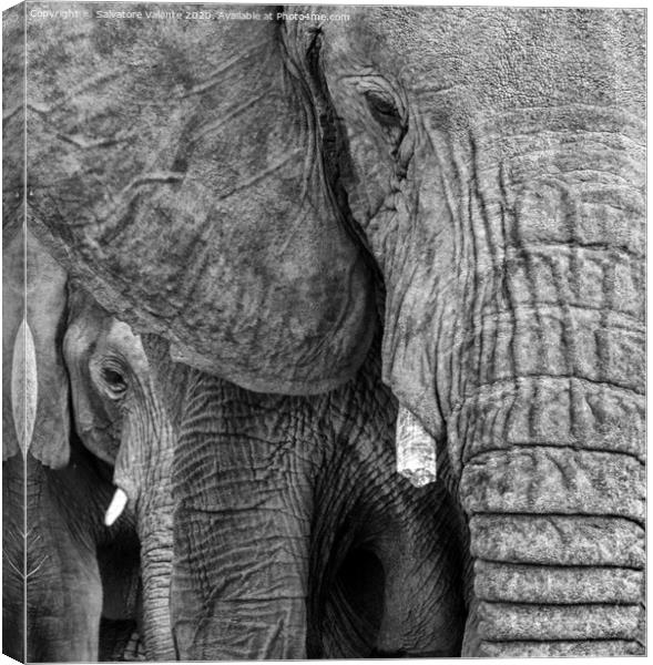 A close up of a baby elephant Canvas Print by Salvatore Valente