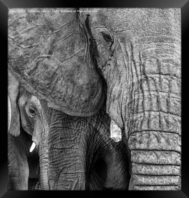 A close up of a baby elephant Framed Print by Salvatore Valente