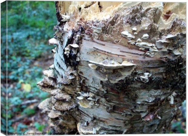 Shelf fungi are commonly found growing on trees or Canvas Print by Terry Senior