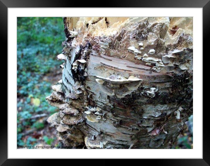 Shelf fungi are commonly found growing on trees or Framed Mounted Print by Terry Senior