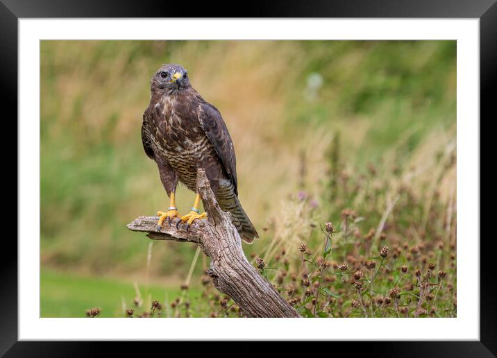 Common buzzard (Buteo buteo) Framed Mounted Print by chris smith