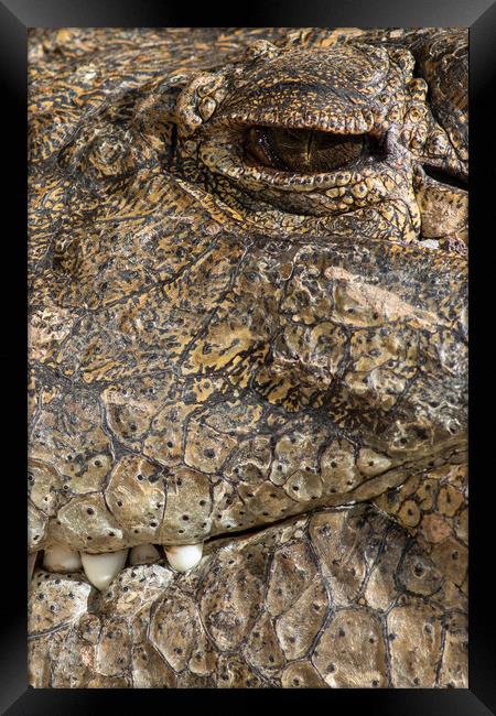 A large dangerous Crocodile  Framed Print by chris smith