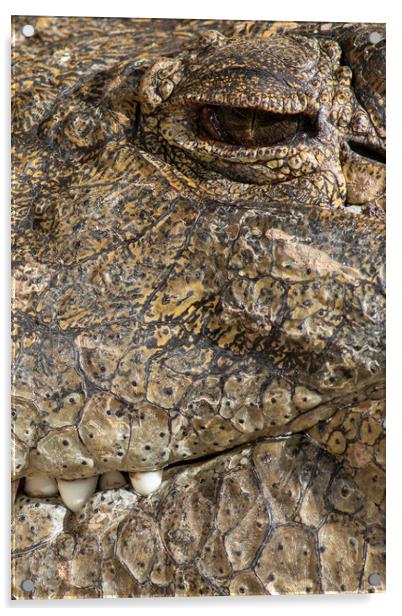 A large dangerous Crocodile  Acrylic by chris smith