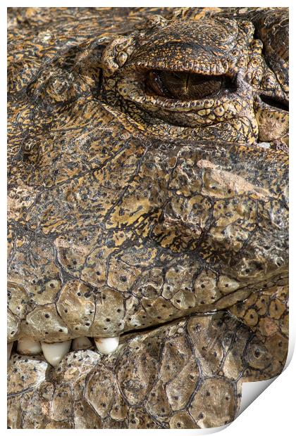 A large dangerous Crocodile  Print by chris smith