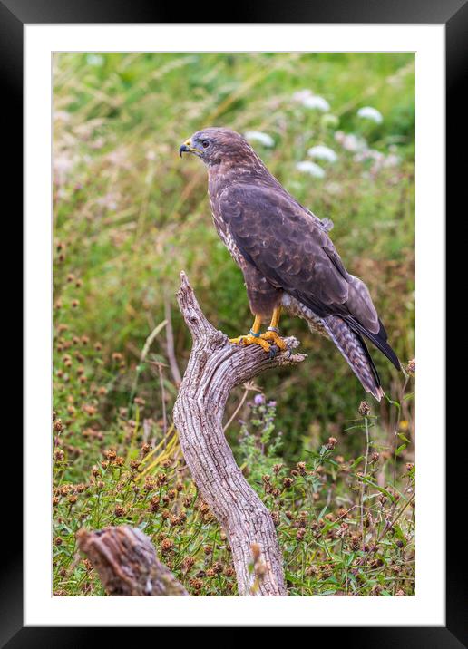 Common buzzard (Buteo buteo) Framed Mounted Print by chris smith