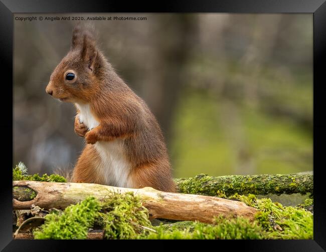 Red Squirrel. Framed Print by Angela Aird