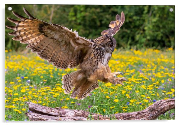 Eagle owl  (Bubo bubo) Acrylic by chris smith
