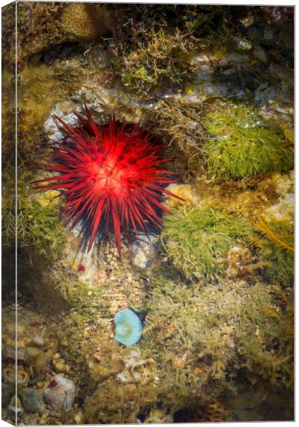Coral rock pool Canvas Print by chris smith