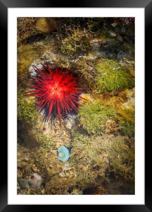 Coral rock pool Framed Mounted Print by chris smith