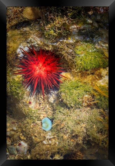 Coral rock pool Framed Print by chris smith