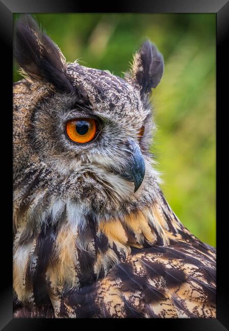 Eagle owl  (Bubo bubo) Framed Print by chris smith