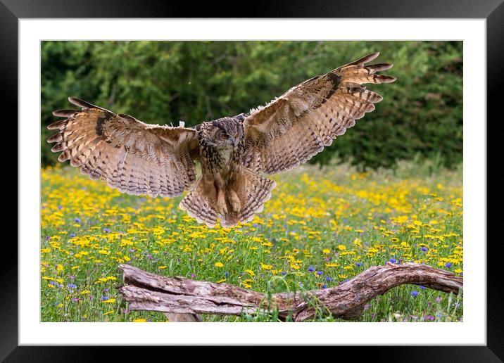 Eagle owl  (Bubo bubo) Framed Mounted Print by chris smith