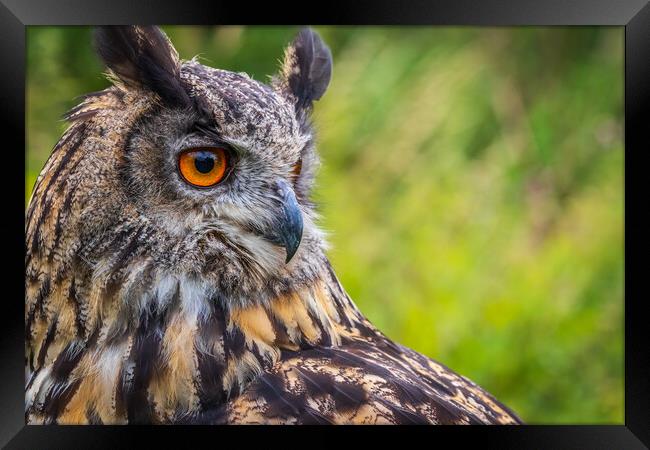 Eagle owl  (Bubo bubo) Framed Print by chris smith