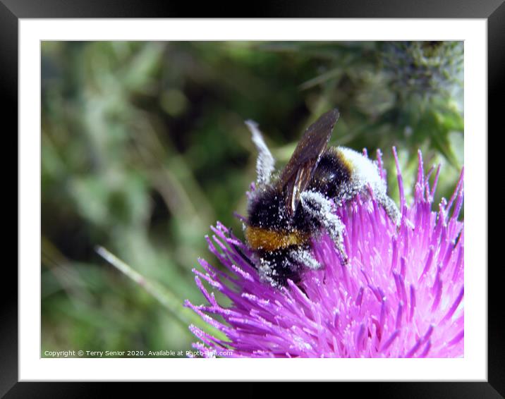 Bee collecting pollen from a Thistle Framed Mounted Print by Terry Senior
