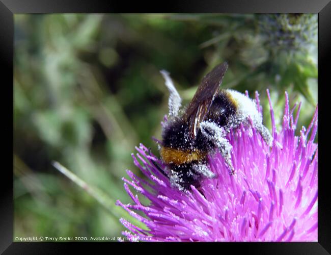 Bee collecting pollen from a Thistle Framed Print by Terry Senior
