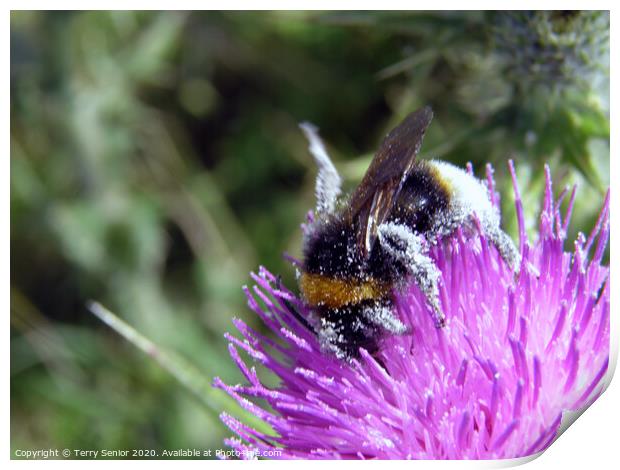 Bee collecting pollen from a Thistle Print by Terry Senior