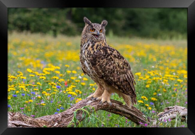 Eagle owl  (Bubo bubo) perched  Framed Print by chris smith