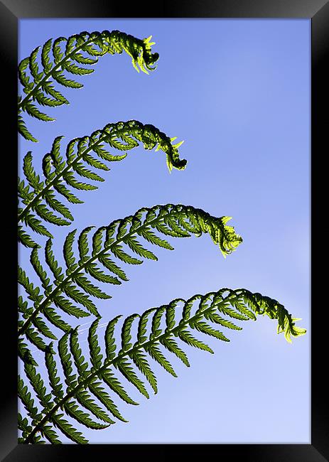 Dicksonia Antarctica, Tree Fern. Framed Print by Darren Burroughs