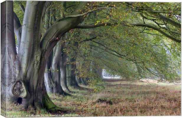 Beech Trees Canvas Print by Phil Buckle