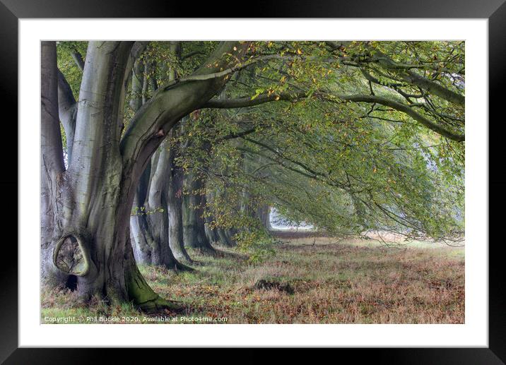 Beech Trees Framed Mounted Print by Phil Buckle