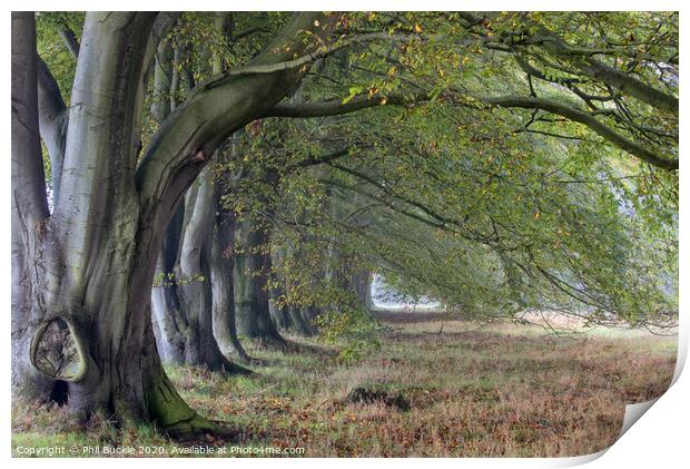 Beech Trees Print by Phil Buckle