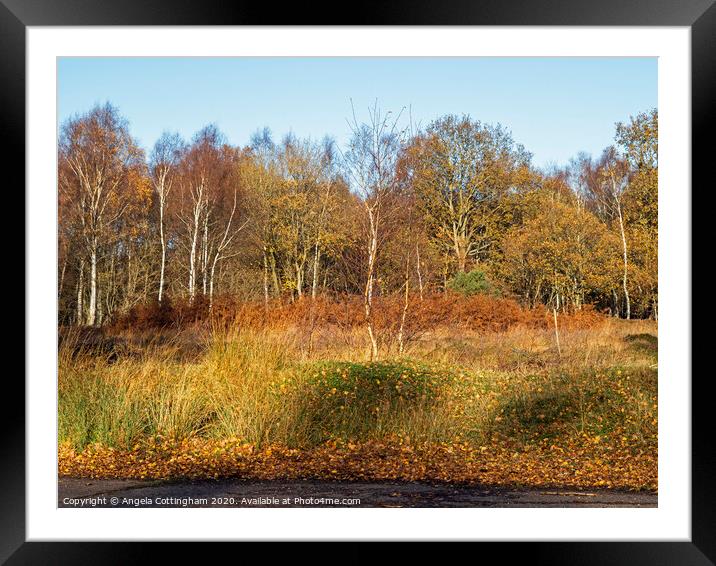 Winter Colours at Skipwith Common Framed Mounted Print by Angela Cottingham