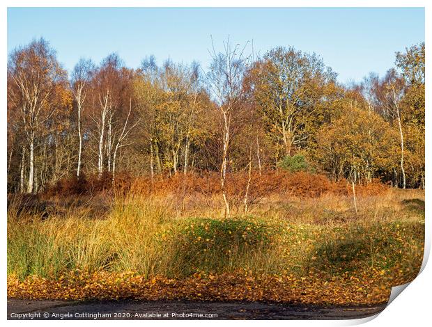 Winter Colours at Skipwith Common Print by Angela Cottingham