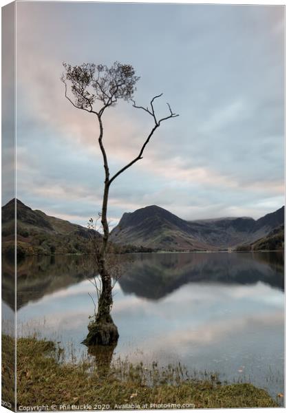 Buttermere Lone Tree Sunrise Canvas Print by Phil Buckle