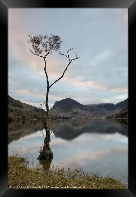Buttermere Lone Tree Sunrise Framed Print by Phil Buckle