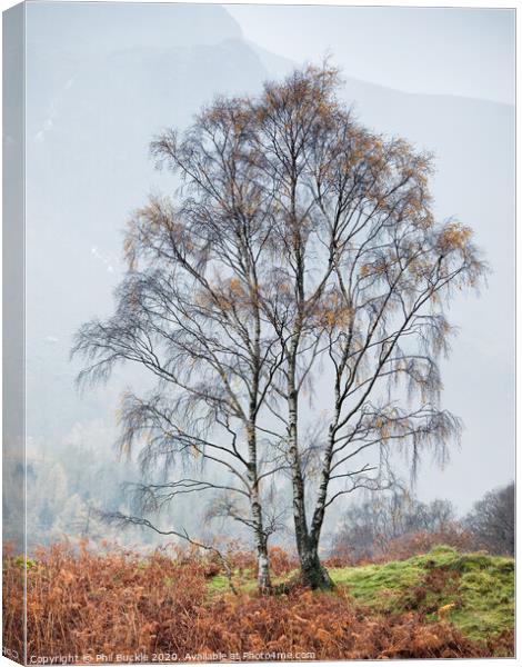 Borrowdale Silver Birch trees Canvas Print by Phil Buckle