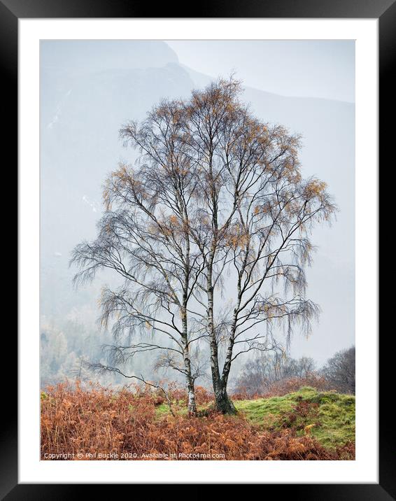 Borrowdale Silver Birch trees Framed Mounted Print by Phil Buckle