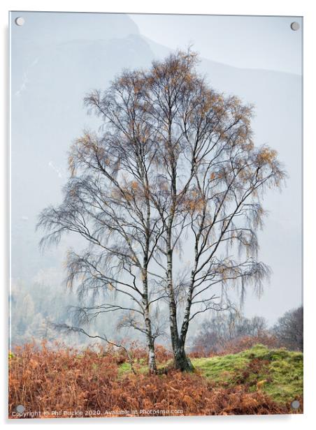 Borrowdale Silver Birch trees Acrylic by Phil Buckle