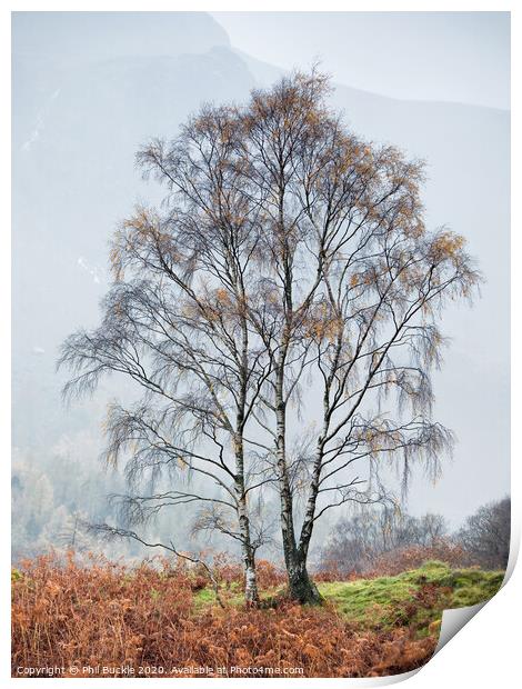 Borrowdale Silver Birch trees Print by Phil Buckle