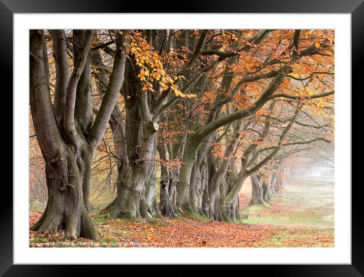 Autumn Beech Trees Framed Mounted Print by Phil Buckle
