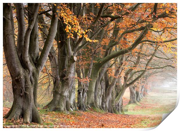 Autumn Beech Trees Print by Phil Buckle