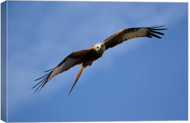 Red Kite Stare Canvas Print by Oxon Images