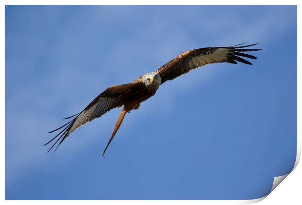 Red Kite Stare Print by Oxon Images