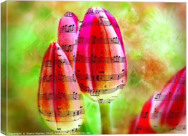 The Sound of Spring Music tulips     flower Canvas Print by Elaine Manley
