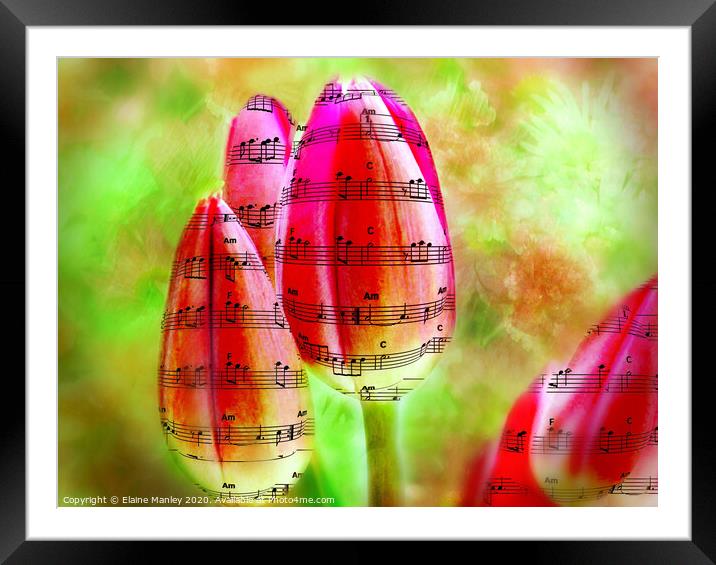 The Sound of Spring Music tulips     flower Framed Mounted Print by Elaine Manley