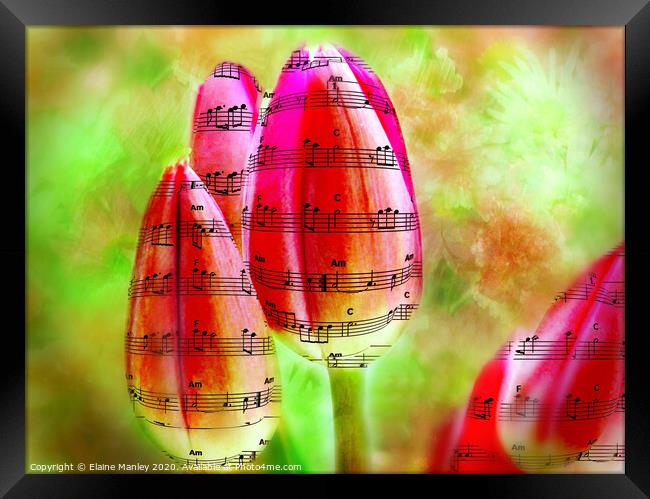 The Sound of Spring Music tulips     flower Framed Print by Elaine Manley