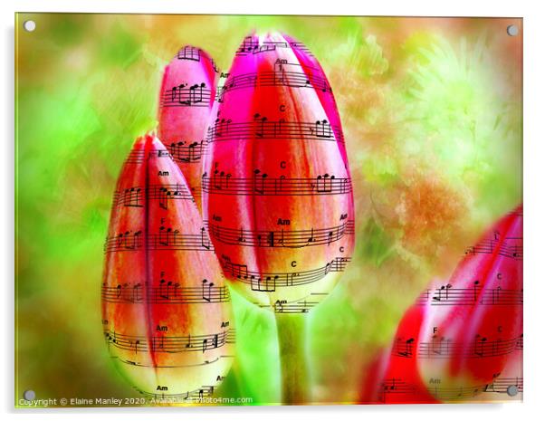 The Sound of Spring Music tulips     flower Acrylic by Elaine Manley