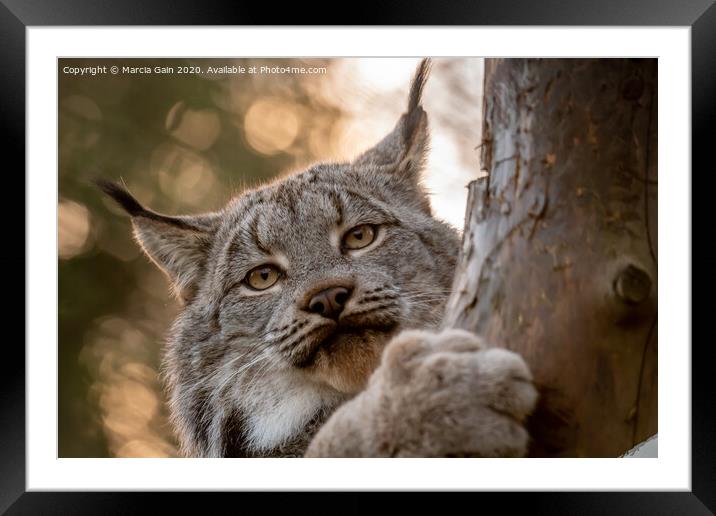 Canadian Lynx Framed Mounted Print by Marcia Reay