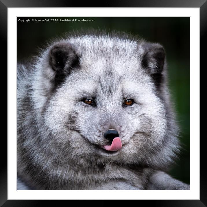 Arctic Fox Framed Mounted Print by Marcia Reay