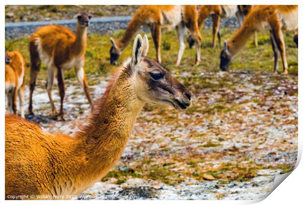 Guanaco Wild Lama Torres del Paine National Park C Print by William Perry