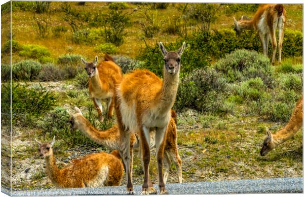 Guanacos Wild Lamas Torres del Paine National Park Canvas Print by William Perry