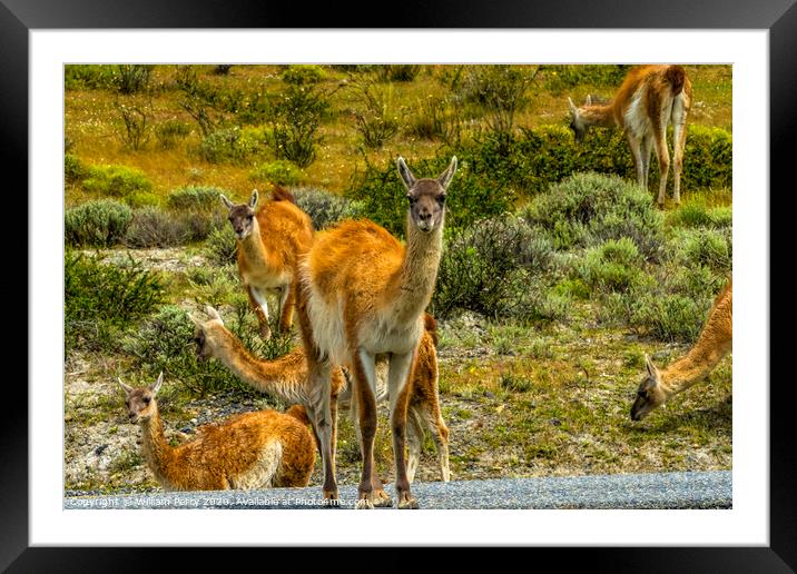 Guanacos Wild Lamas Torres del Paine National Park Framed Mounted Print by William Perry