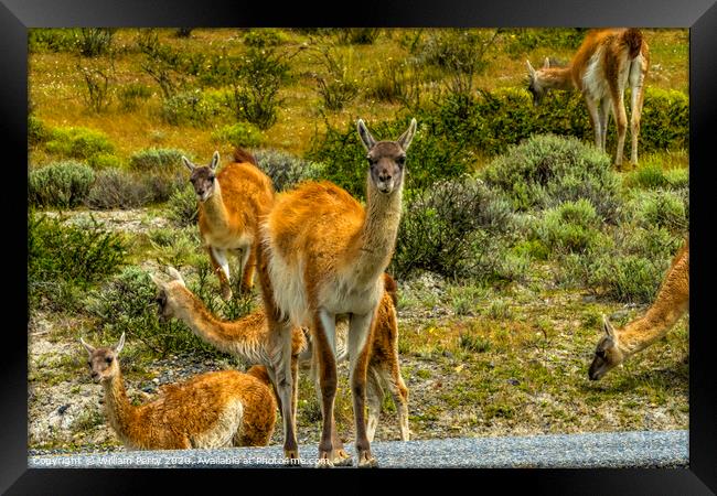 Guanacos Wild Lamas Torres del Paine National Park Framed Print by William Perry