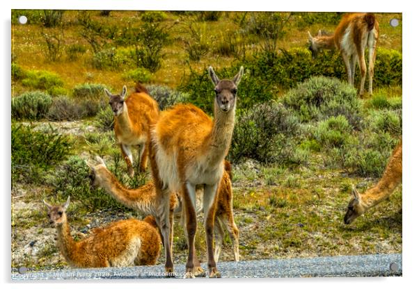 Guanacos Wild Lamas Torres del Paine National Park Acrylic by William Perry