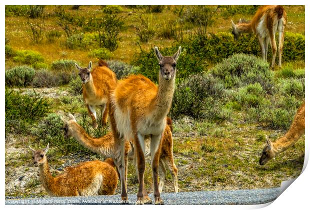 Guanacos Wild Lamas Torres del Paine National Park Print by William Perry