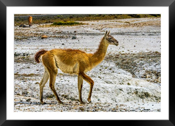 Guanaco Wild Lama Torres del Paine National Park C Framed Mounted Print by William Perry